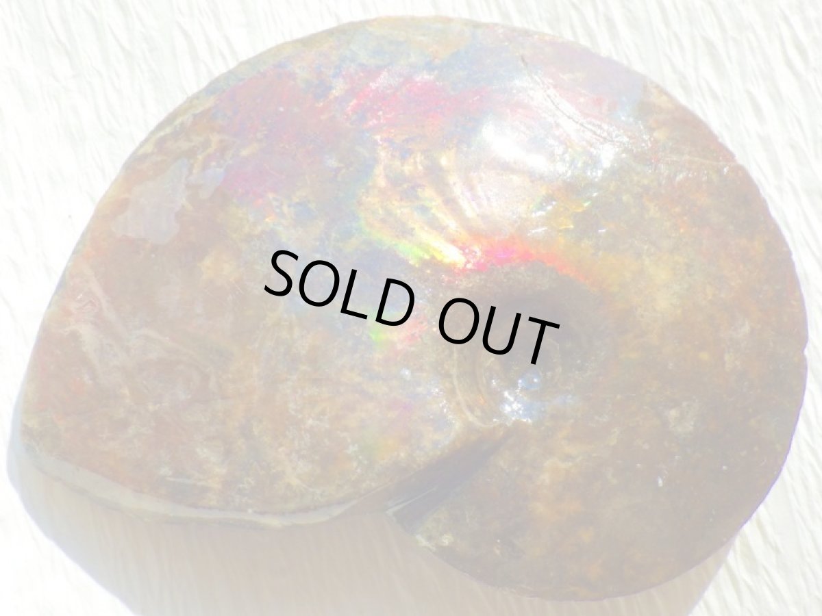 画像9: アンモライト完全体B (9)