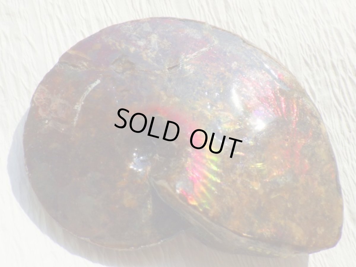 画像3: アンモライト完全体B (3)