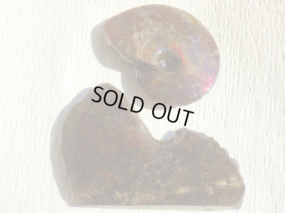 画像2: アンモライト完全体B (2)