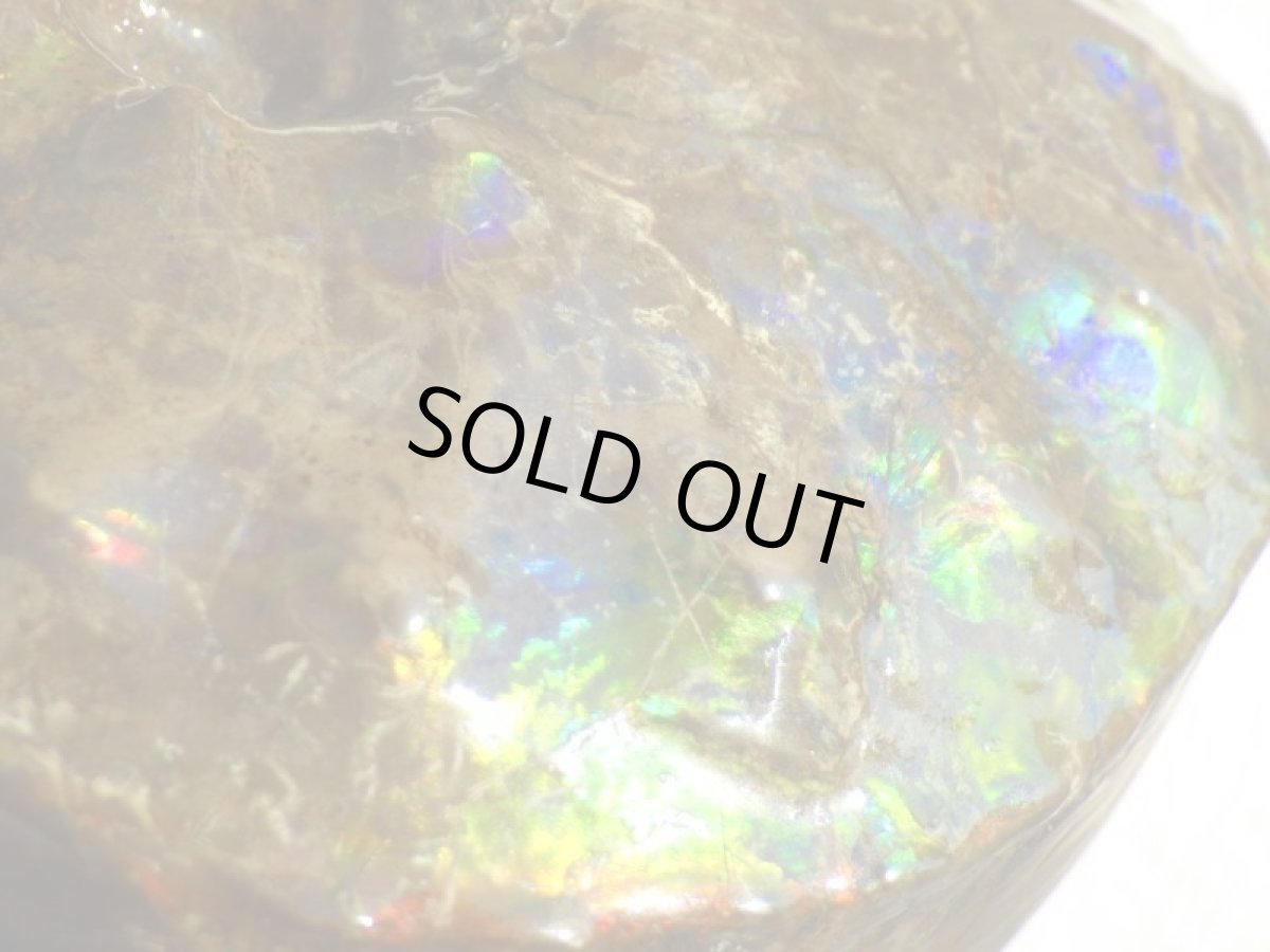 画像6: アンモライト完全体C (6)