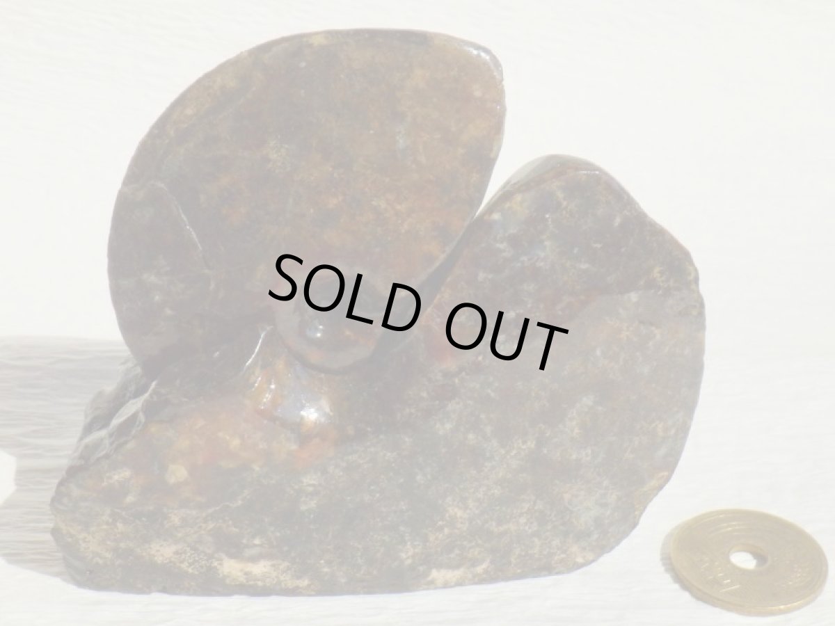 画像4: アンモライト完全体B (4)