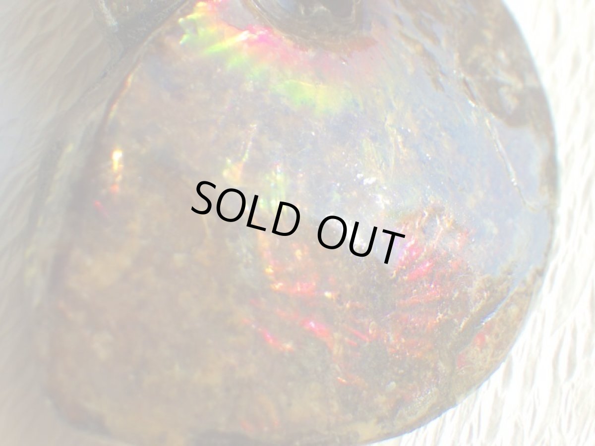 画像10: アンモライト完全体B (10)