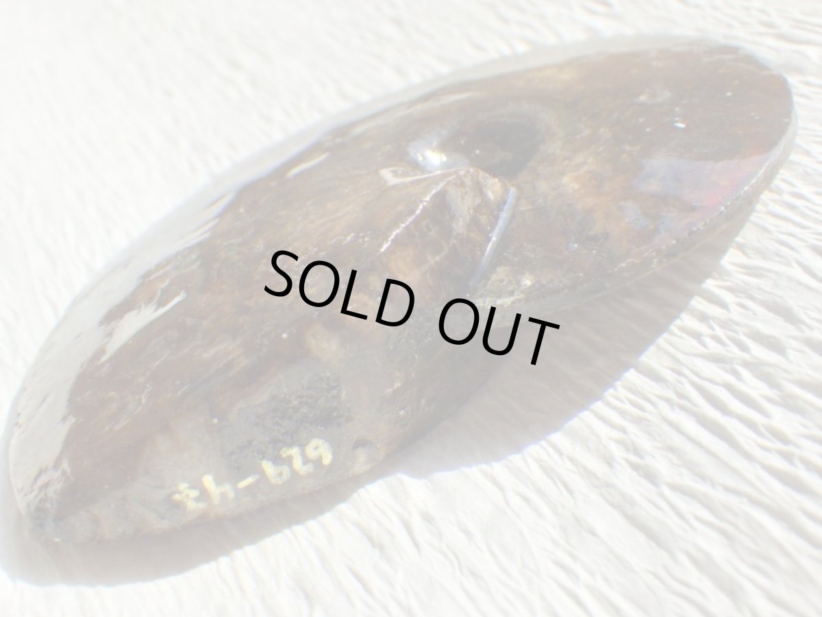 画像11: アンモライト完全体B (11)