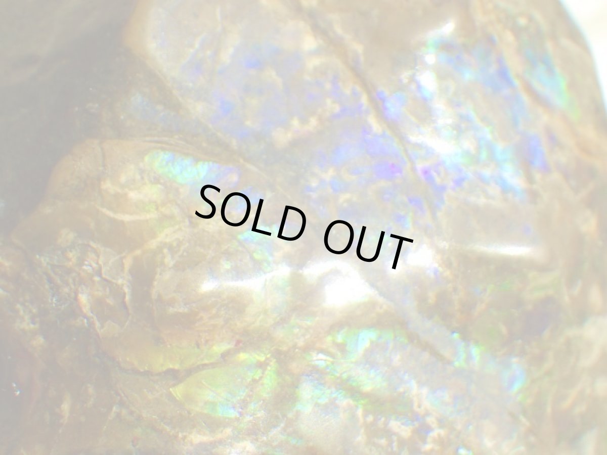 画像11: アンモライト完全体C (11)