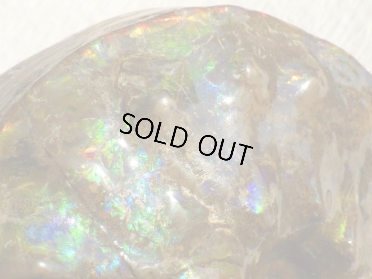 画像13: アンモライト完全体C (13)