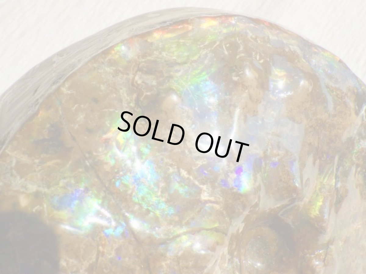 画像3: アンモライト完全体C (3)