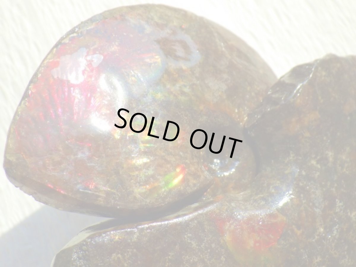 画像5: アンモライト完全体B (5)