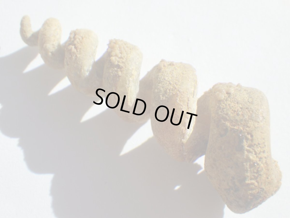 画像1: アゲート化フロリダ産ツリテラ化石Ｂ (1)