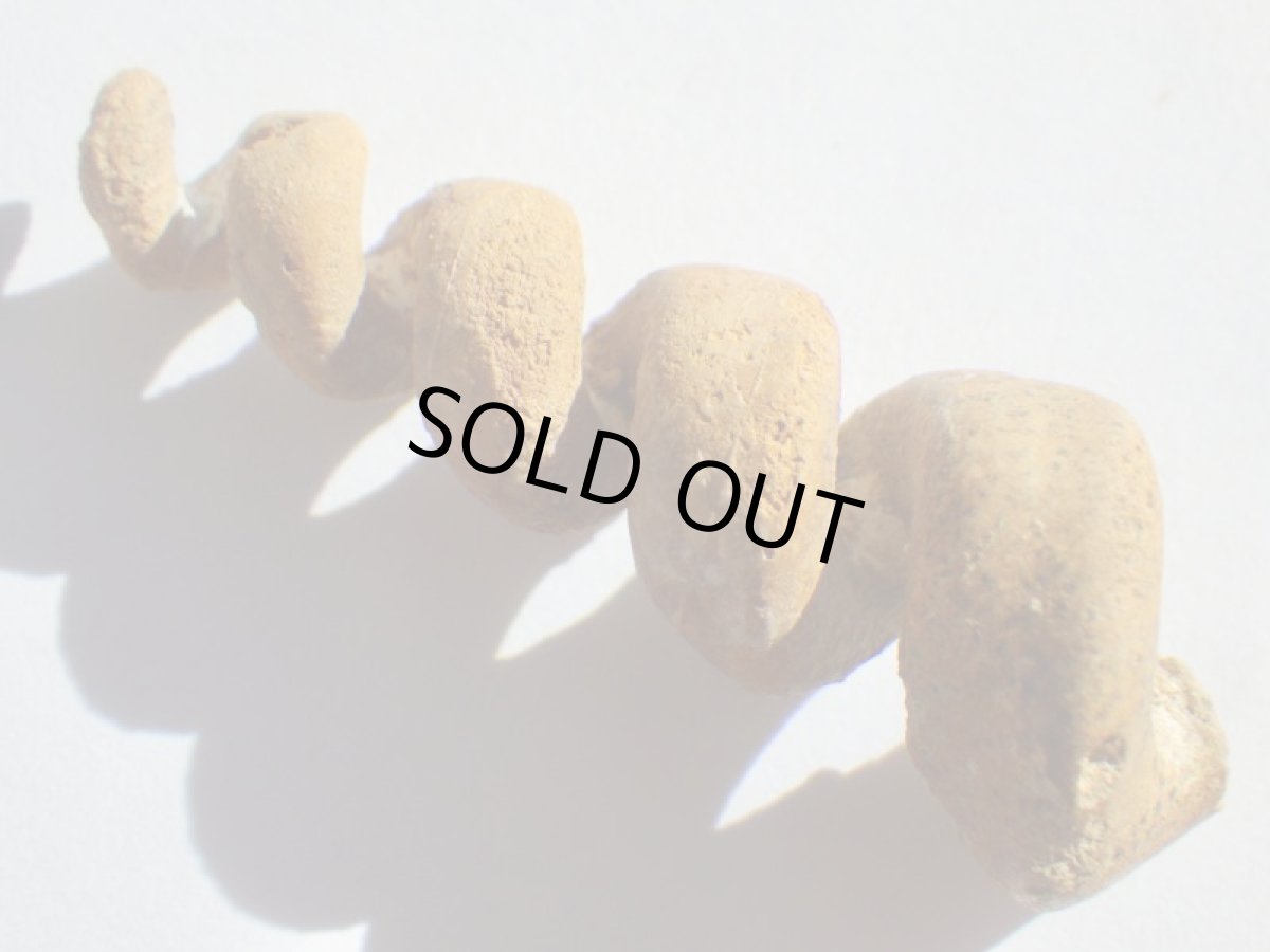 画像2: アゲート化フロリダ産ツリテラ化石Ａ (2)