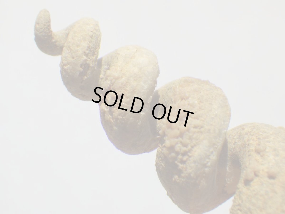 画像3: アゲート化フロリダ産ツリテラ化石Ｂ (3)