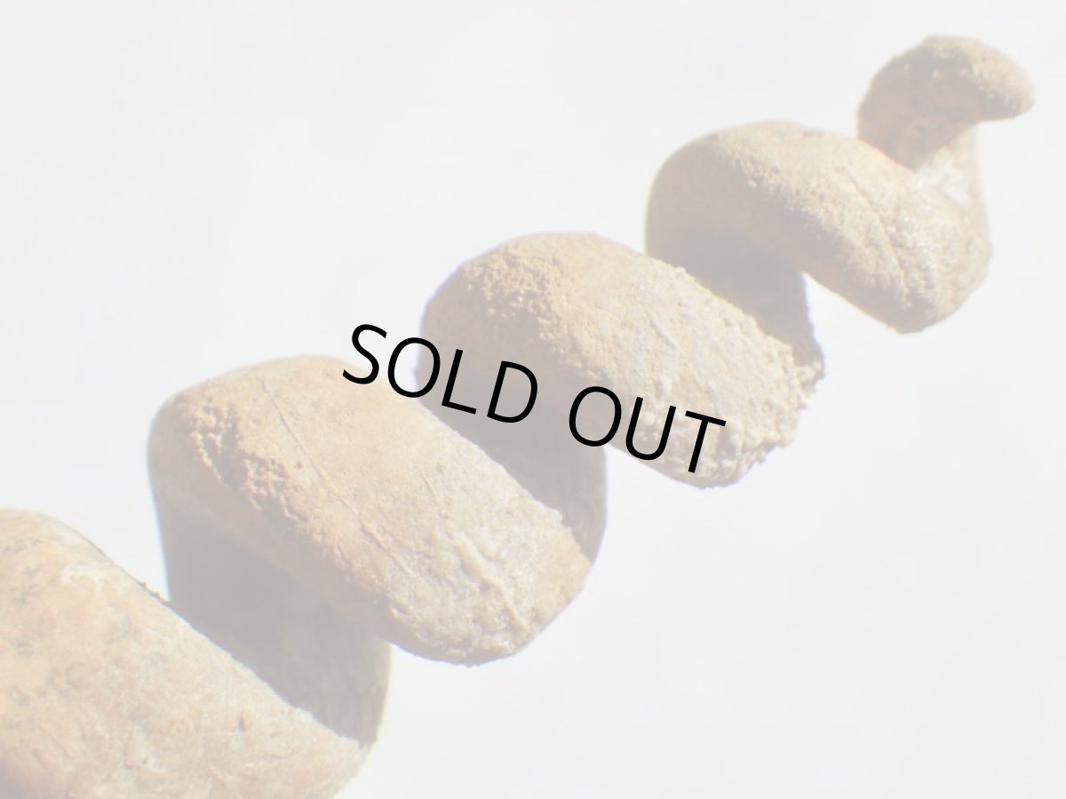 画像1: アゲート化フロリダ産ツリテラ化石Ａ (1)