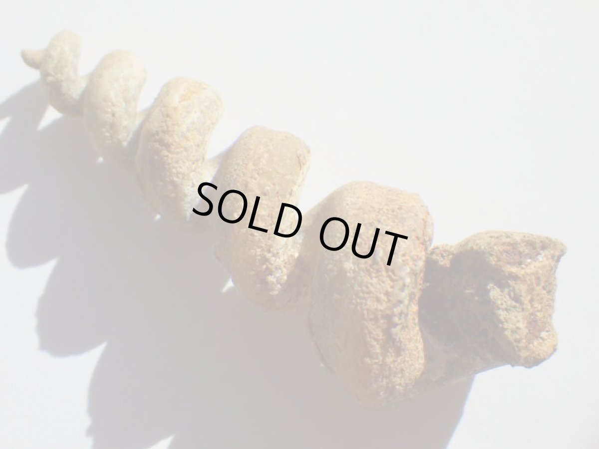 画像2: アゲート化フロリダ産ツリテラ化石Ｂ (2)