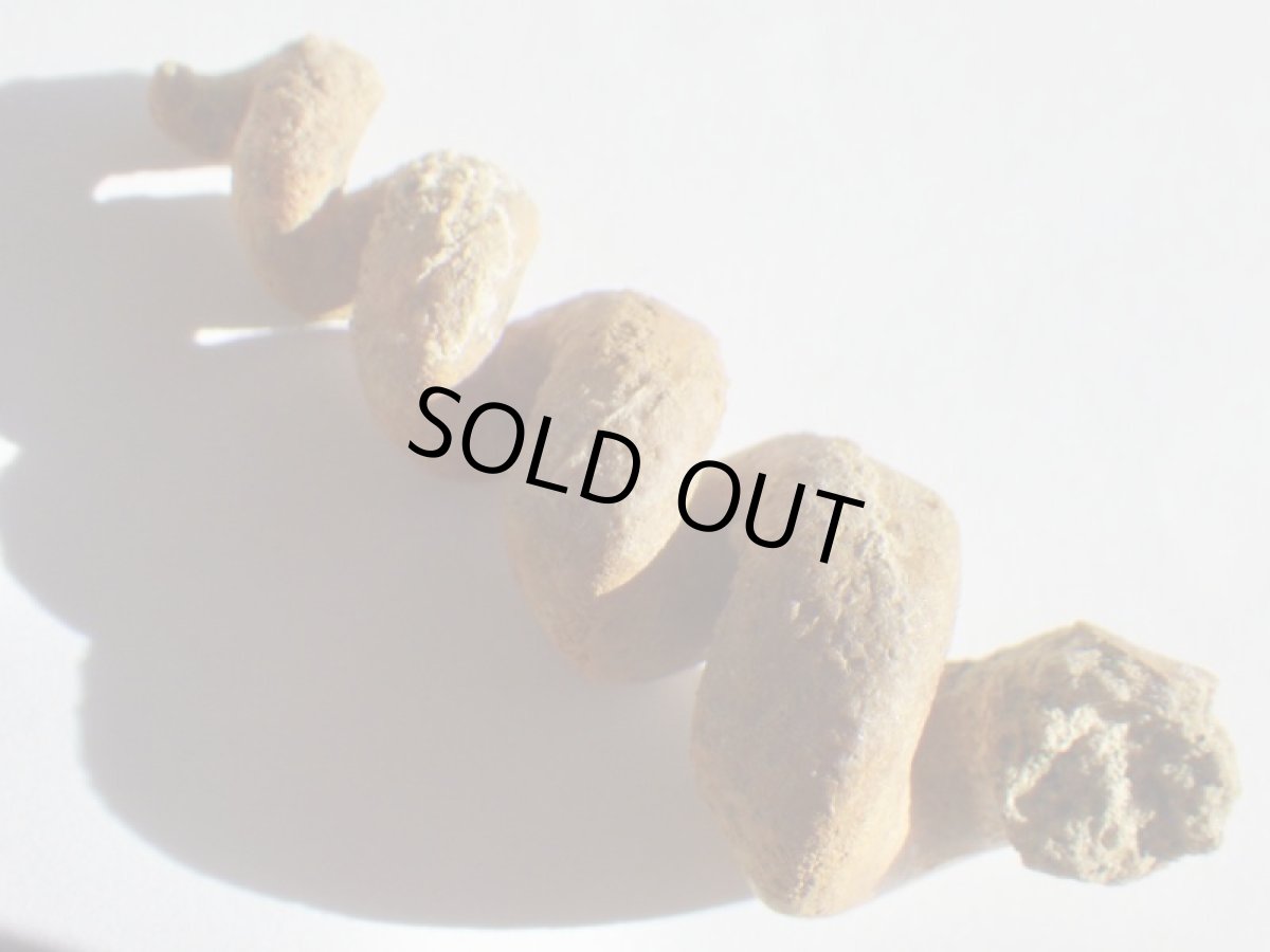 画像3: アゲート化フロリダ産ツリテラ化石Ａ (3)