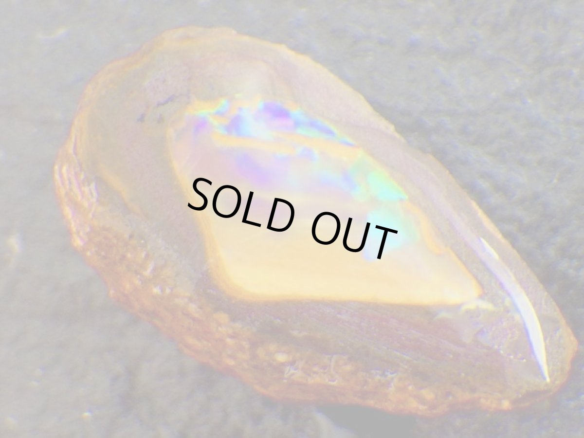 画像3: ミニナッツオパールＣ (3)