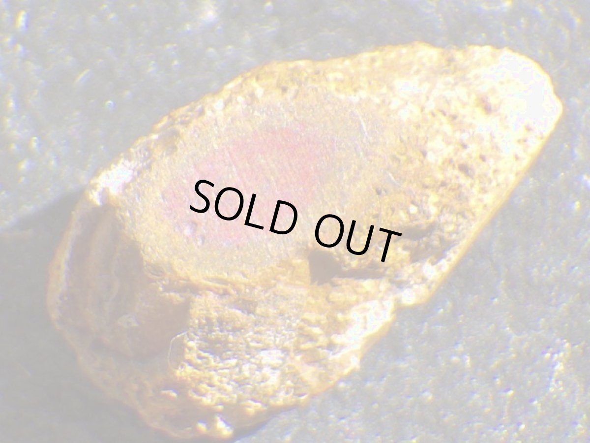 画像6: ミニナッツオパールＣ (6)