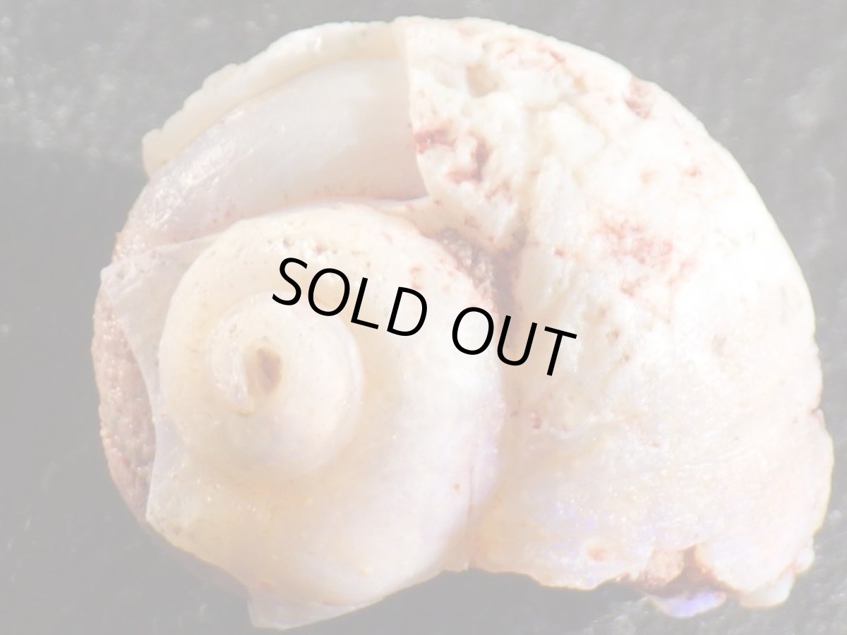 画像1: オパール化巻貝化石 (1)