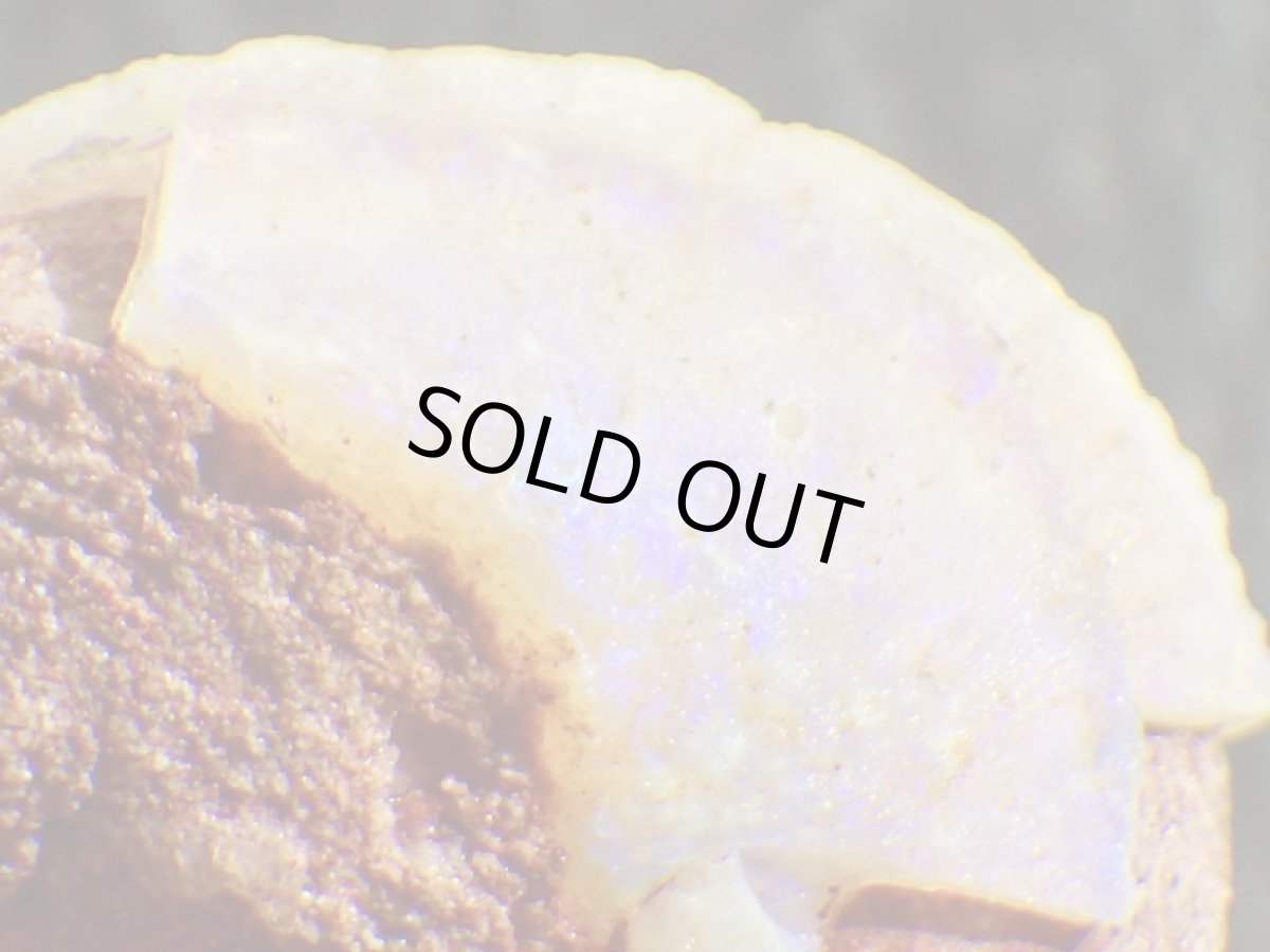 画像6: オパール化巻貝化石 (6)