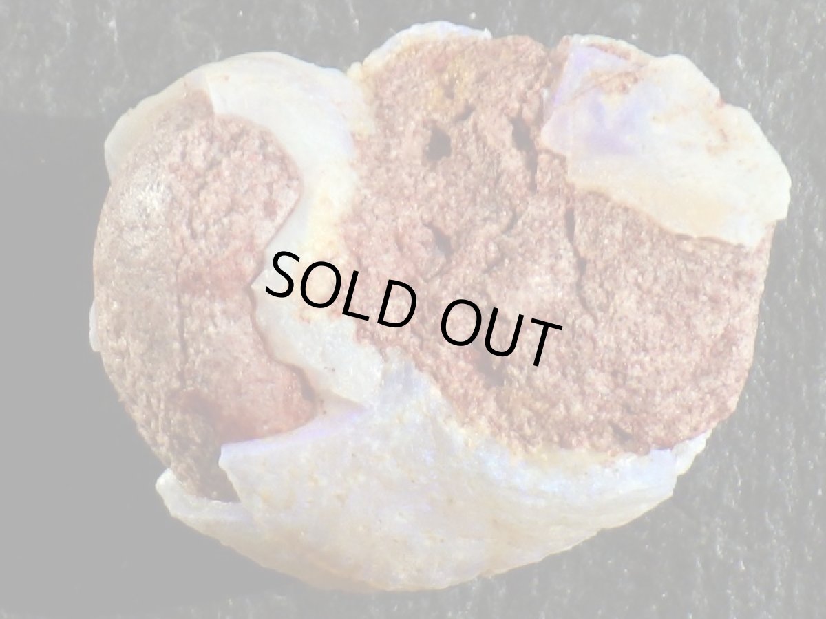 画像5: オパール化巻貝化石 (5)