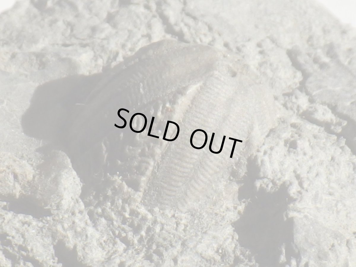 画像4: 岩手県産ウミツボミ化石Ａ (4)