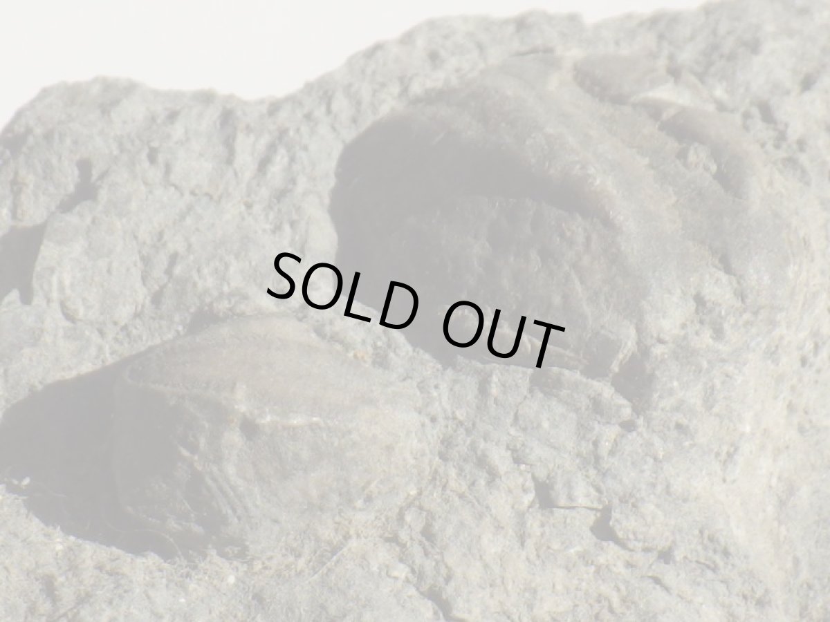 画像4: 岩手県産ウミツボミ化石Ｂ (4)