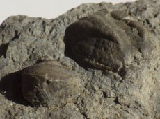 画像4: 岩手県産ウミツボミ化石Ｂ (4)