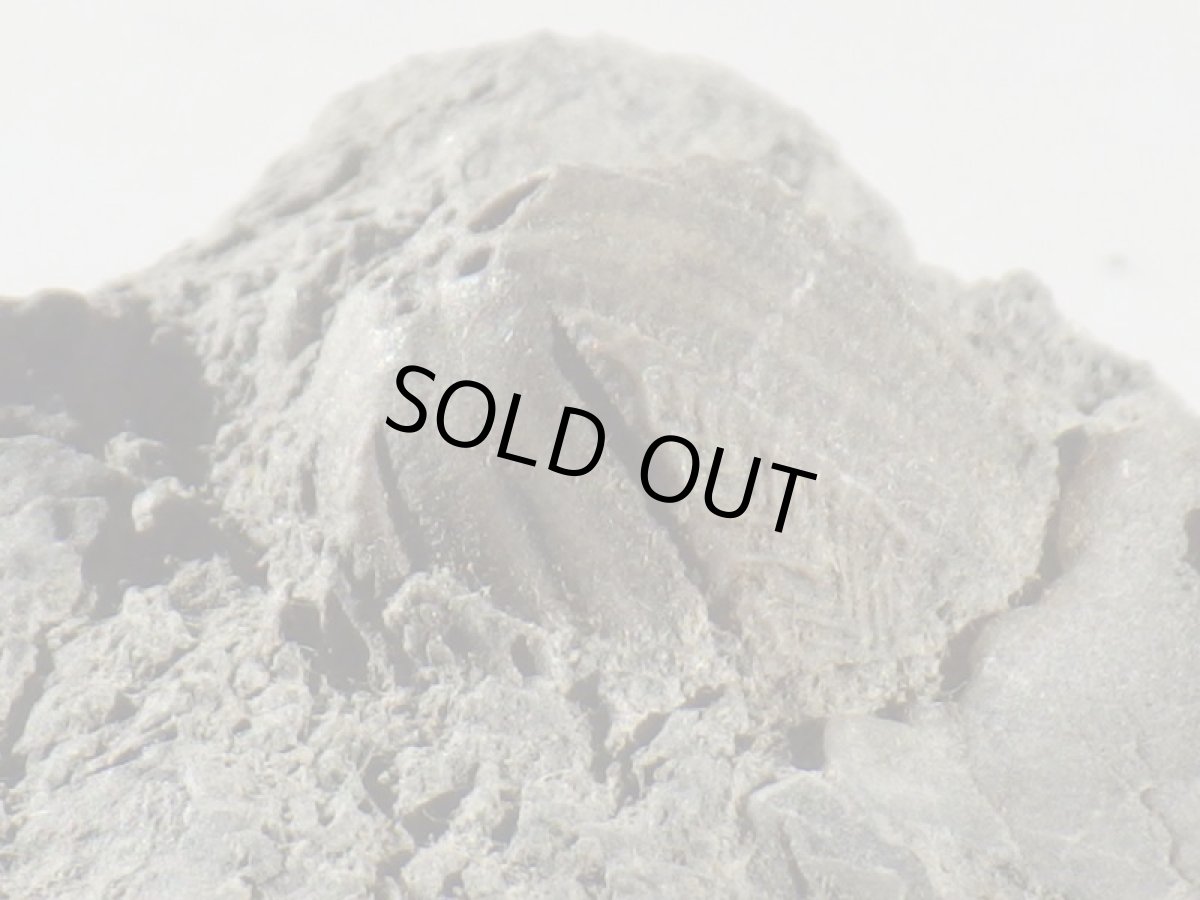 画像2: 岩手県産ウミツボミ化石Ａ (2)