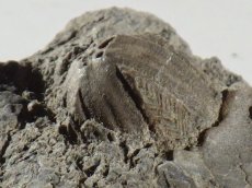 画像2: 岩手県産ウミツボミ化石Ａ (2)