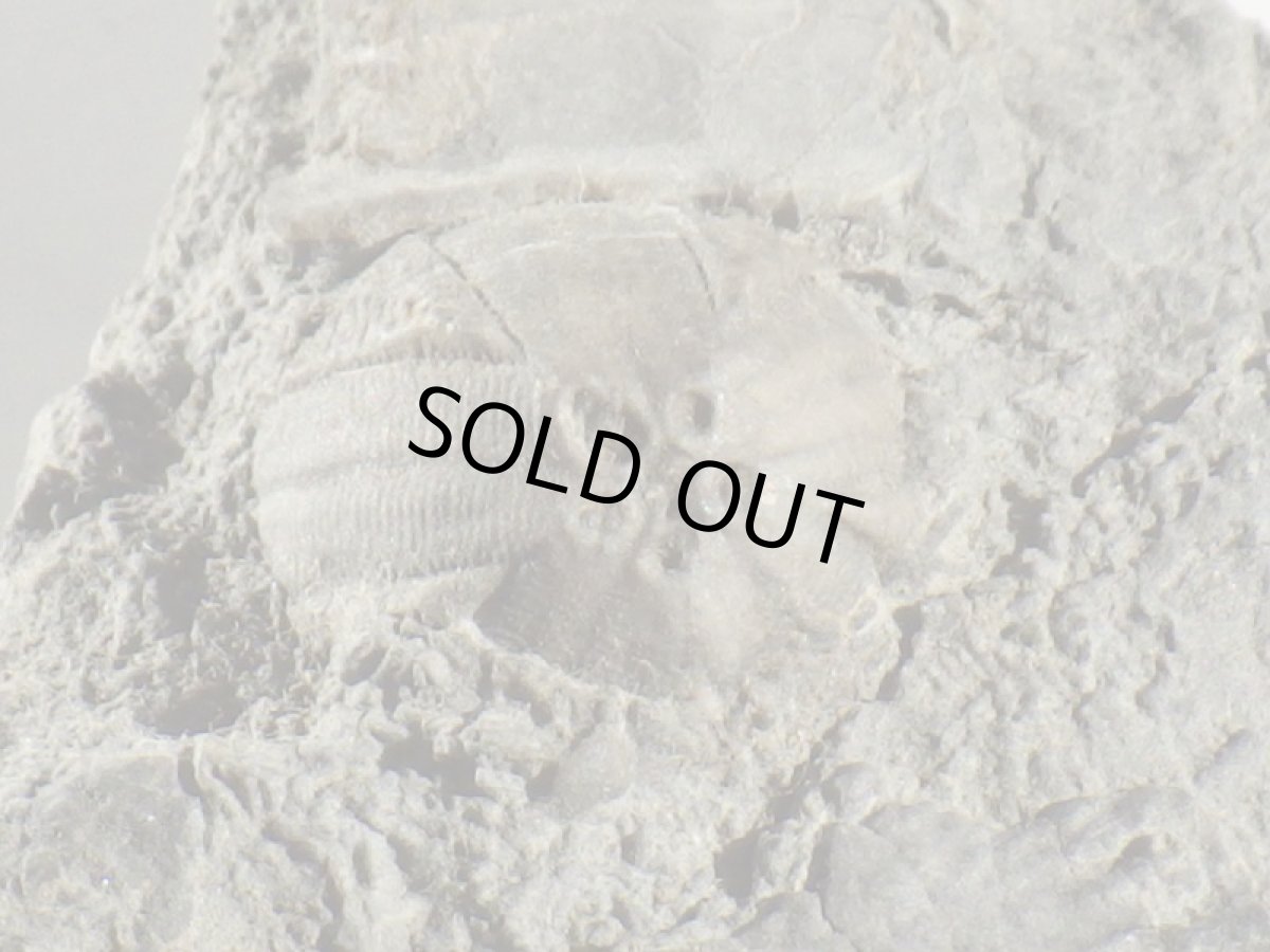 画像3: 岩手県産ウミツボミ化石Ａ (3)