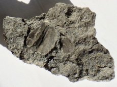 画像2: 岩手県産ウミツボミ化石Ｂ (2)