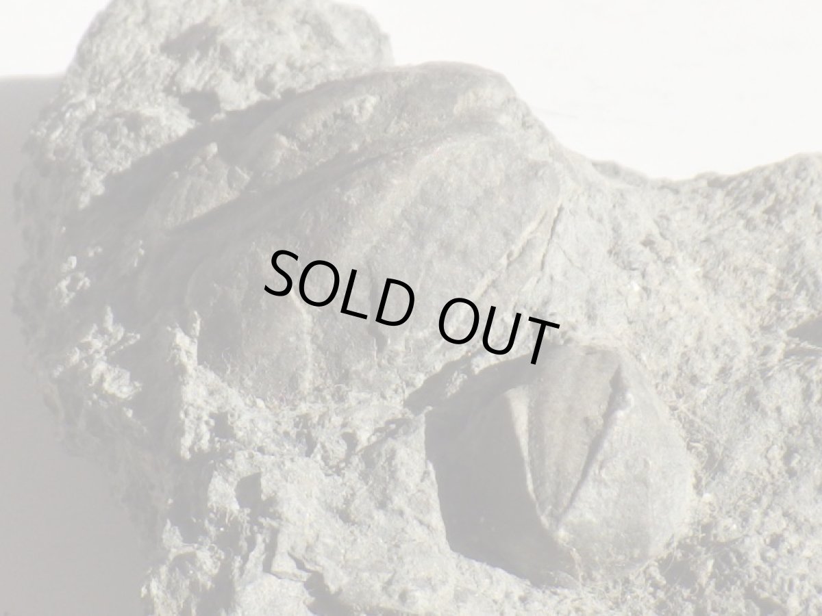 画像3: 岩手県産ウミツボミ化石Ｂ (3)