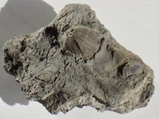 画像1: 岩手県産ウミツボミ化石Ａ (1)