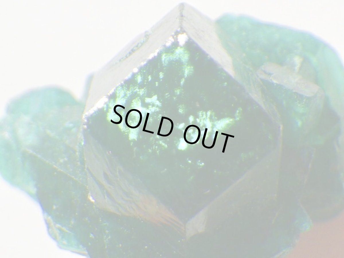 画像2: コンゴ産ダイオプテーズＤ (2)