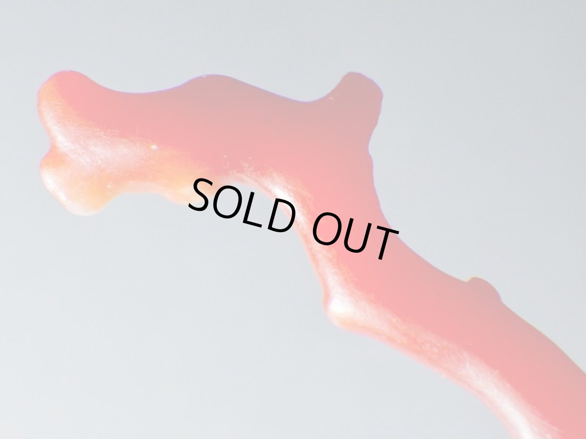 画像2: 高知県産赤珊瑚Ｃ (2)