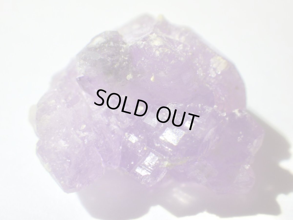 画像2: イタリア産コキンバイトＡ (2)