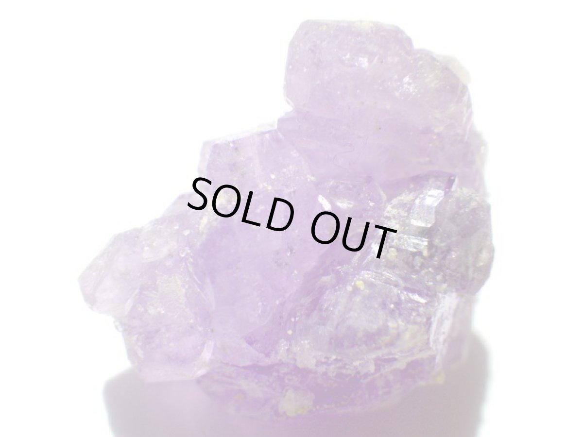 画像3: イタリア産コキンバイトＡ (3)