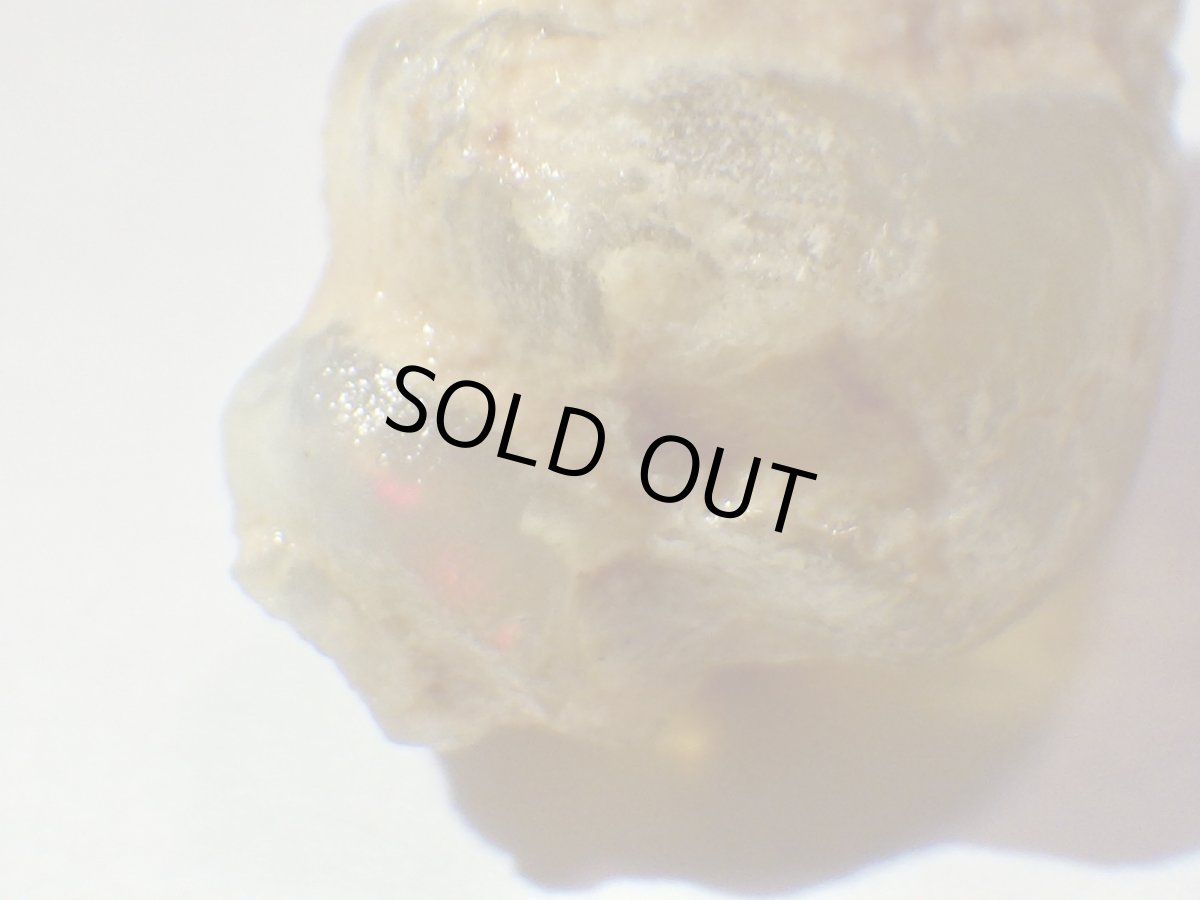 画像2: ライトニングリッジ産オパール化巻貝化石Ｄ (2)