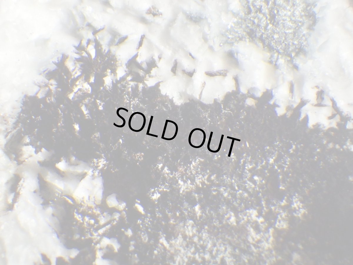 画像3: ネプチュナイトＡ (3)