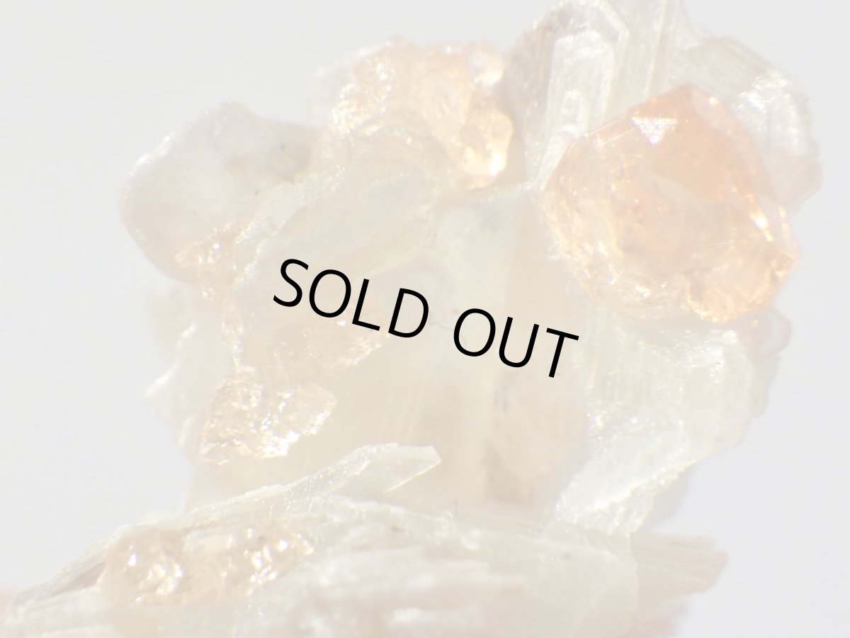 画像1: カリフォルニア産スペサルティンＢ (1)