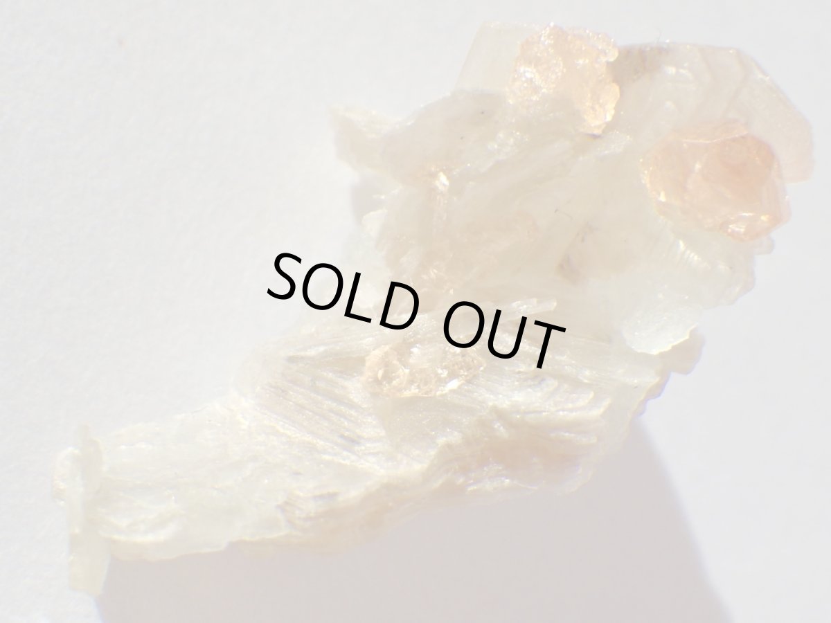 画像3: カリフォルニア産スペサルティンＢ (3)