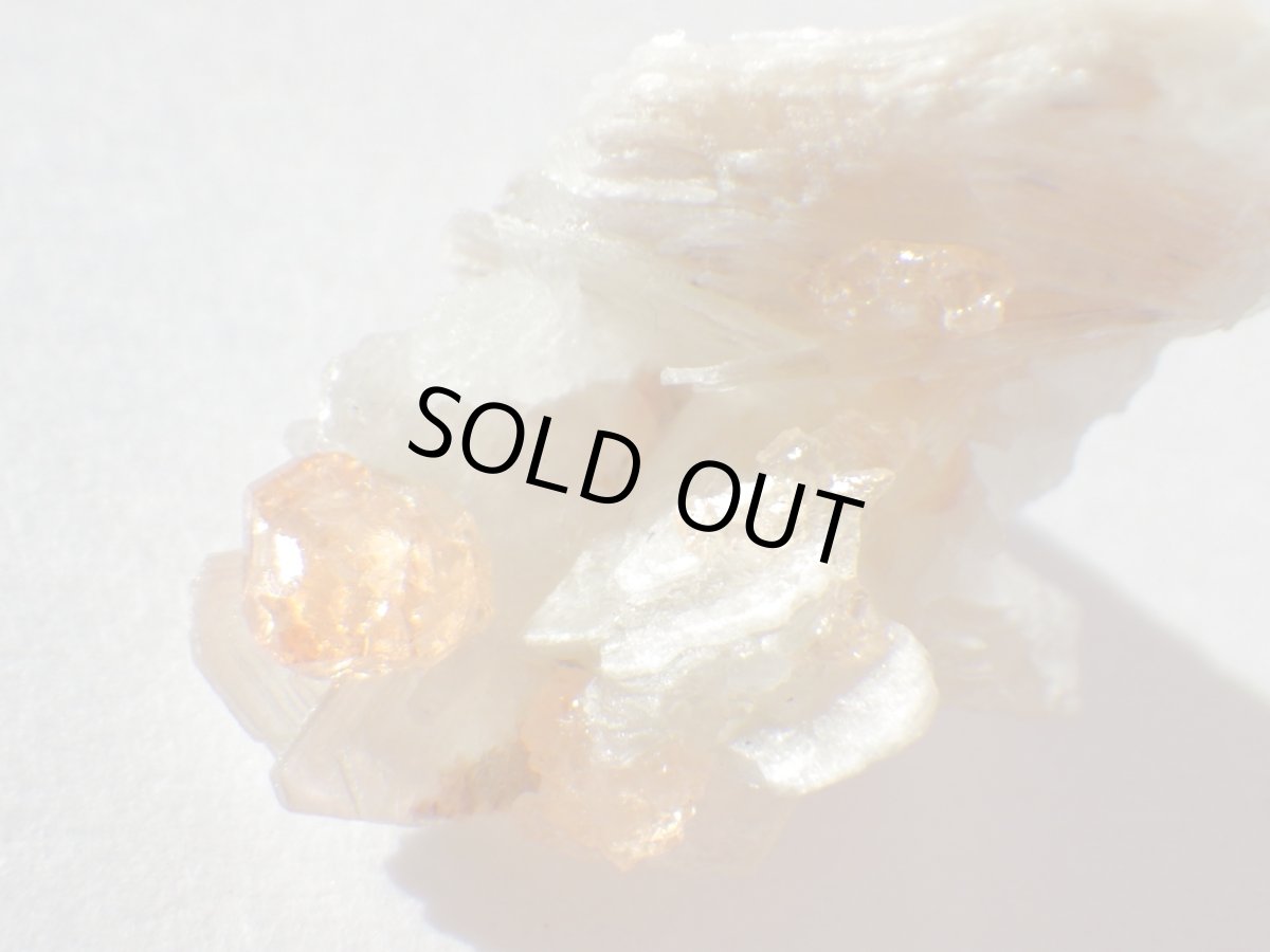 画像2: カリフォルニア産スペサルティンＢ (2)