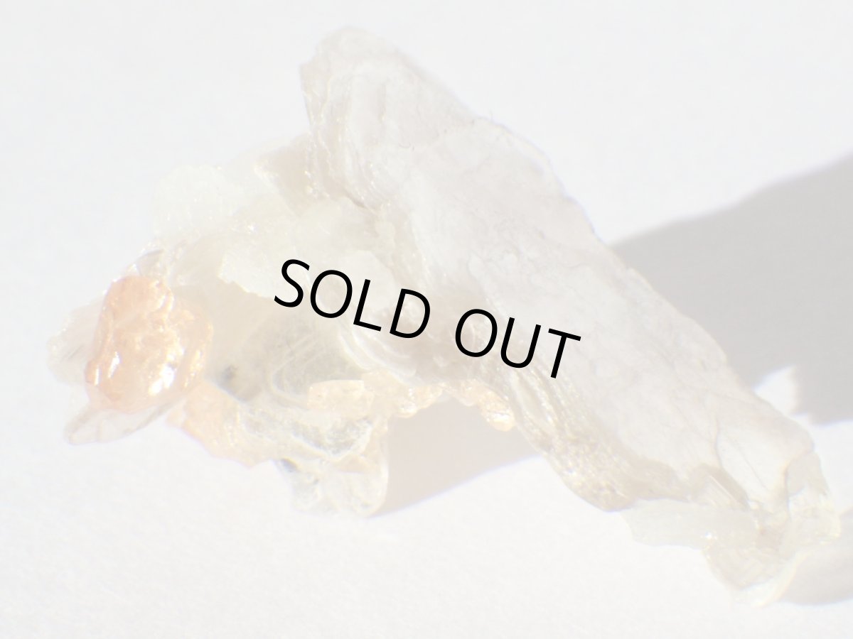 画像4: カリフォルニア産スペサルティンＢ (4)