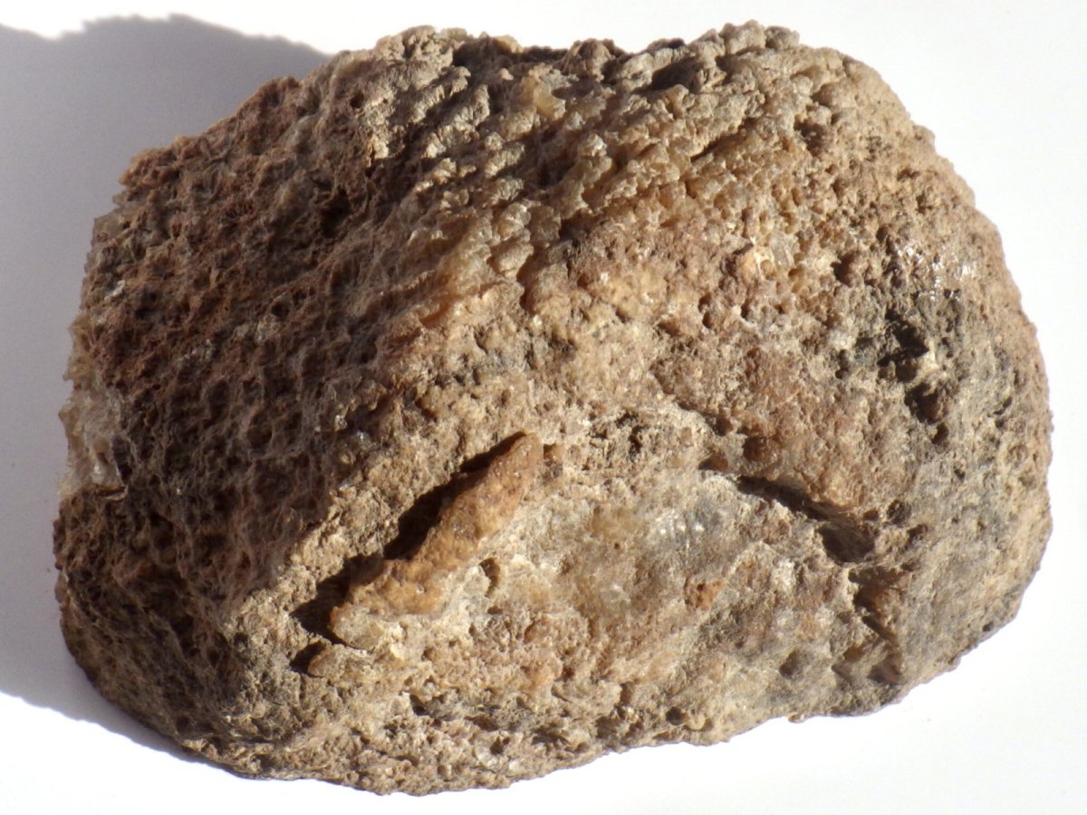 画像12: フロリダ産アゲート化珊瑚化石 (12)