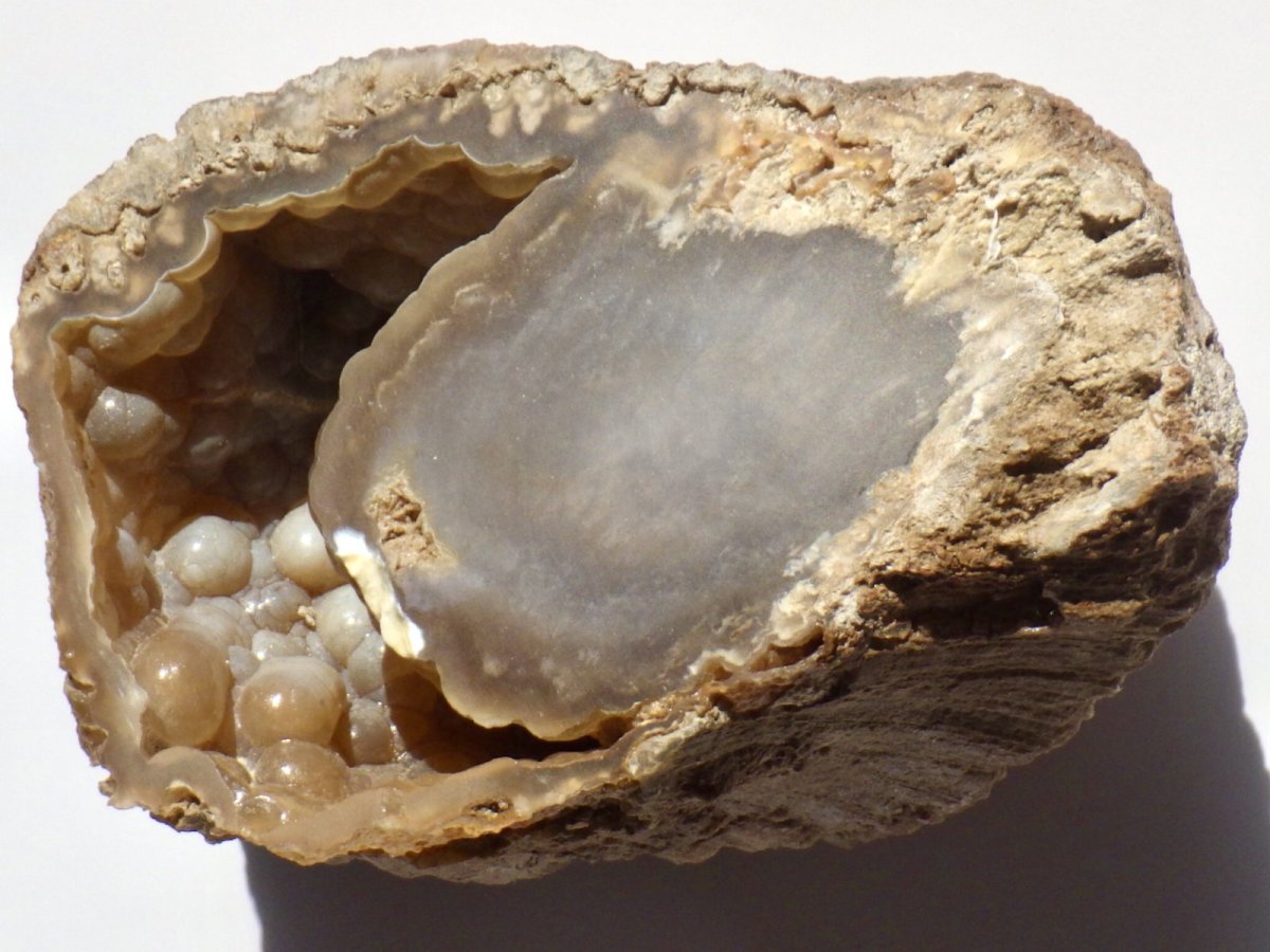 画像10: フロリダ産アゲート化珊瑚化石 (10)