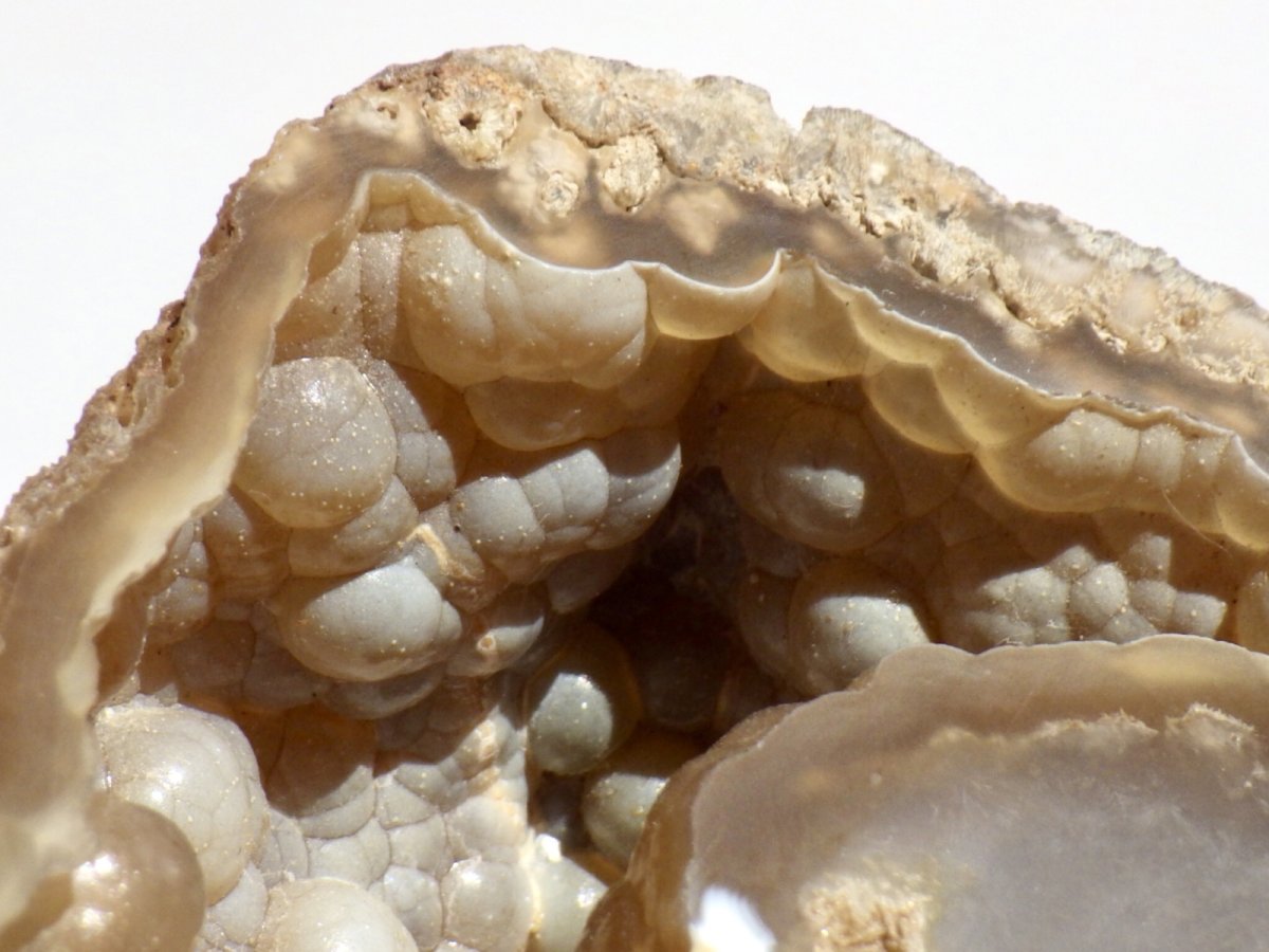 画像11: フロリダ産アゲート化珊瑚化石 (11)