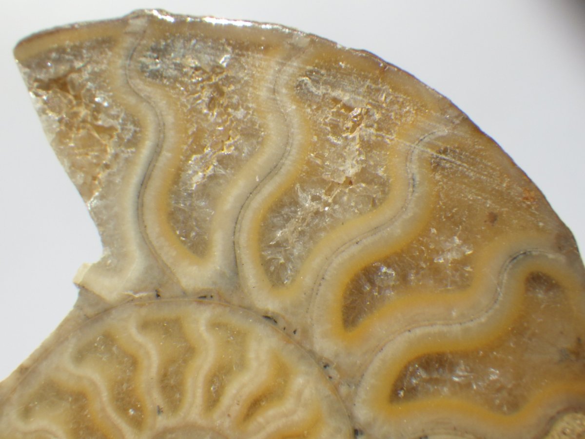 画像5: マダガスカル産アンモナイトスライスペアＡ (5)