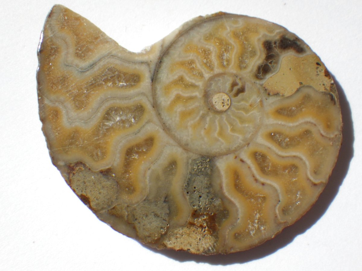 画像2: マダガスカル産アンモナイトスライスペアＡ (2)