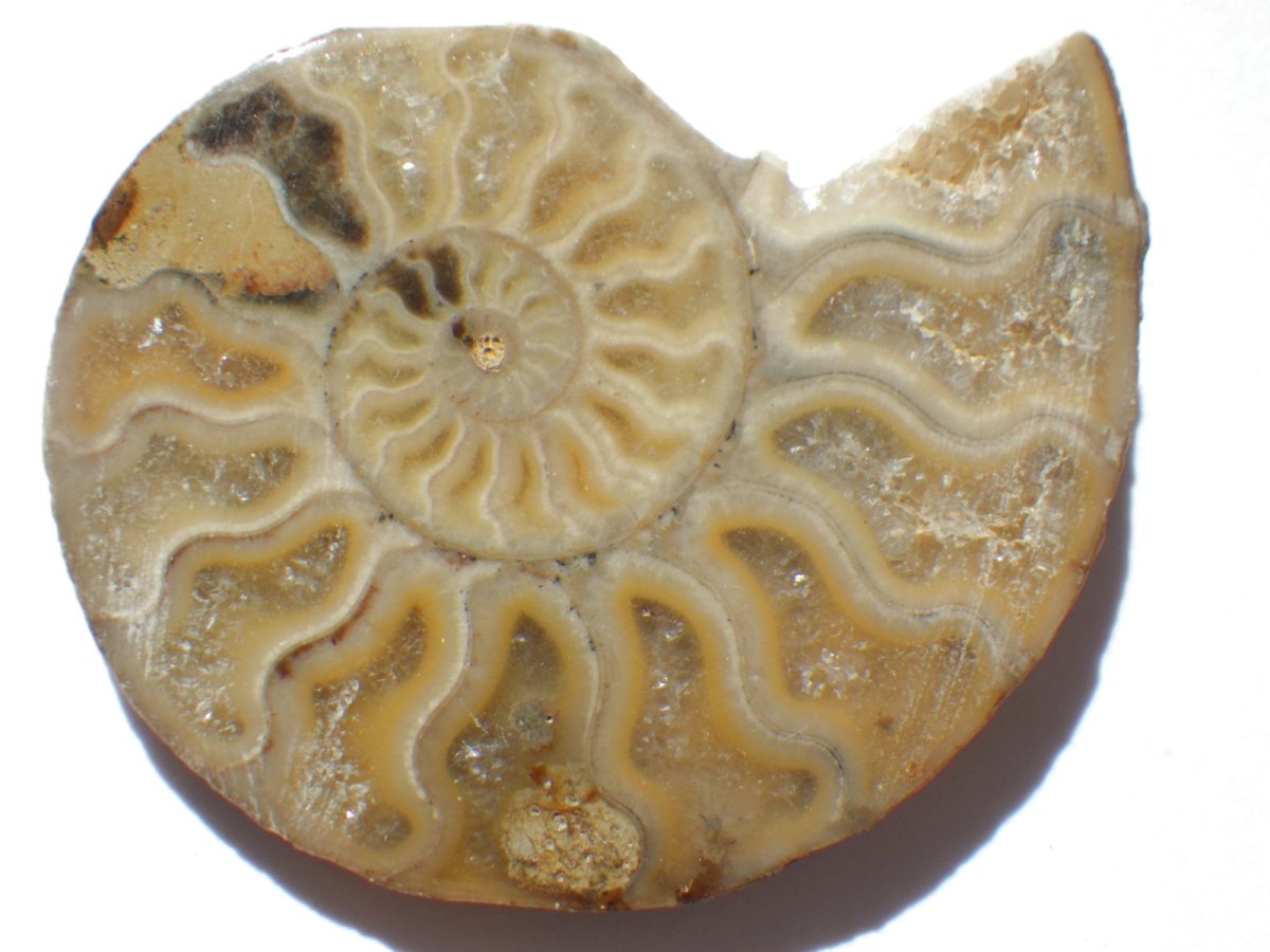 画像3: マダガスカル産アンモナイトスライスペアＡ (3)