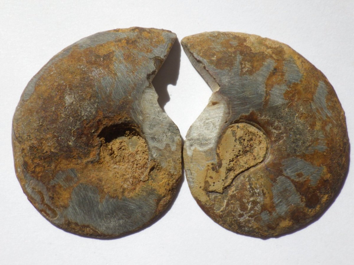 画像4: マダガスカル産アンモナイトスライスペアＡ (4)
