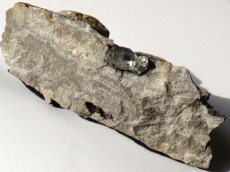 画像6: 母岩付ハーキマークォーツＣ (6)