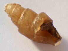 画像1: アゲート化モロッコ産巻貝Ａ (1)